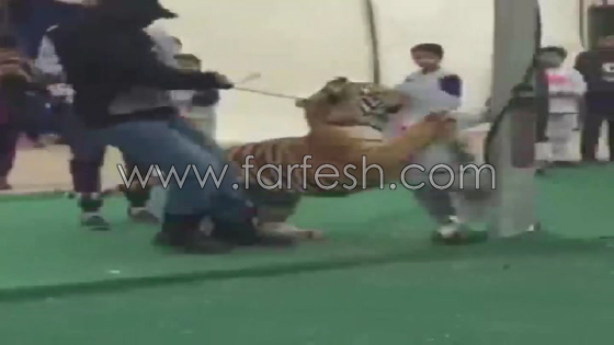  فيديو مرعب: نمر يهجم بشراسة على طفلة سعودية صورة رقم 5