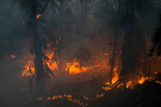 هل هذه هي الشرارة الاولى التي اشعلت الحرائق في اسرائيل؟! فيديو صورة رقم 16