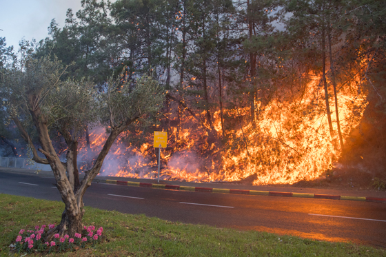 هل هذه هي الشرارة الاولى التي اشعلت الحرائق في اسرائيل؟! فيديو صورة رقم 13