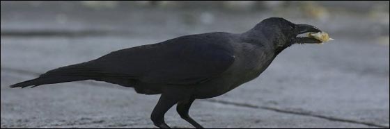 الغربان لم تعد تخشى البشر واصبحت تهاجمهم بشراسة في أستراليا صورة رقم 5