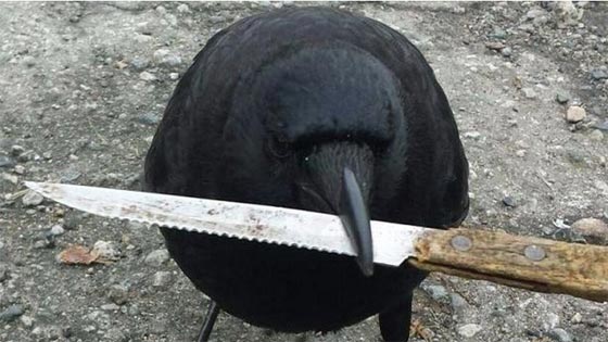 الغربان لم تعد تخشى البشر واصبحت تهاجمهم بشراسة في أستراليا صورة رقم 1