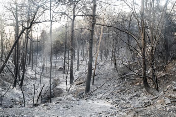  حرائق إسرائيل: نيران مستعرة اكلت الاخضر واليابس في 5 أيام  صورة رقم 15