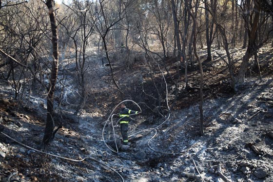  حرائق إسرائيل: نيران مستعرة اكلت الاخضر واليابس في 5 أيام  صورة رقم 19
