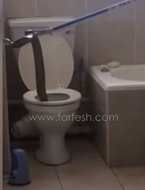 افعى كوبرا عملاقة تظهر في حمام وتدخل سكان بناية في مأزق.. فيديو صورة رقم 1