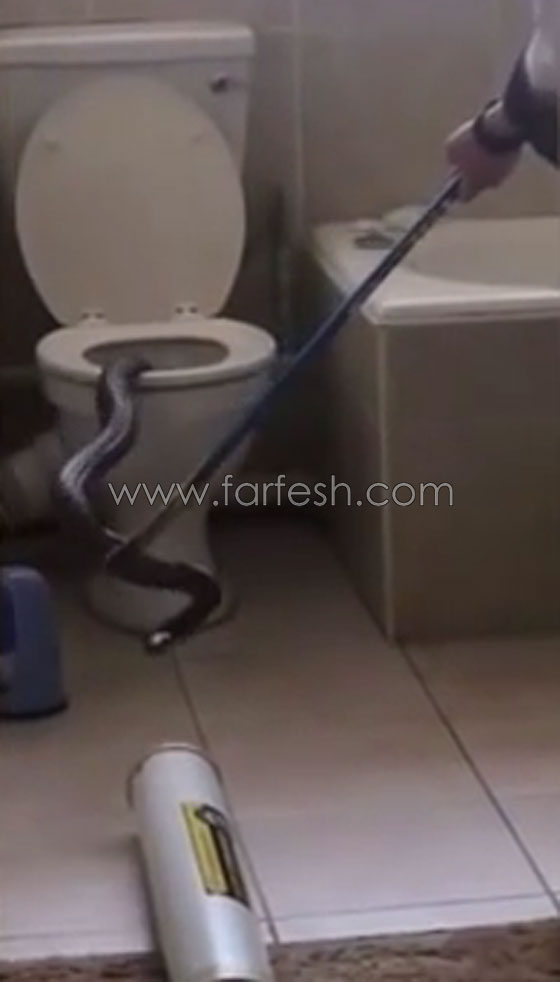افعى كوبرا عملاقة تظهر في حمام وتدخل سكان بناية في مأزق.. فيديو صورة رقم 2