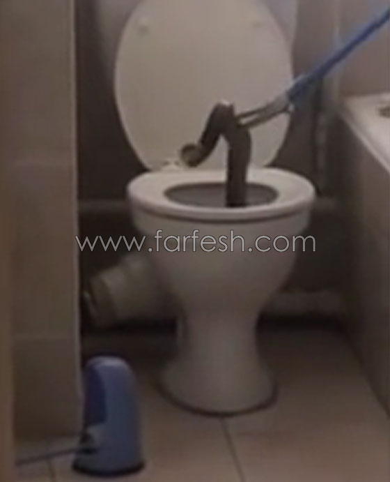 افعى كوبرا عملاقة تظهر في حمام وتدخل سكان بناية في مأزق.. فيديو صورة رقم 4