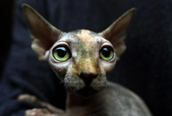 قططاً مزورة تباع بآلاف الدولارات على أنها قطط فرعونية صورة رقم 4