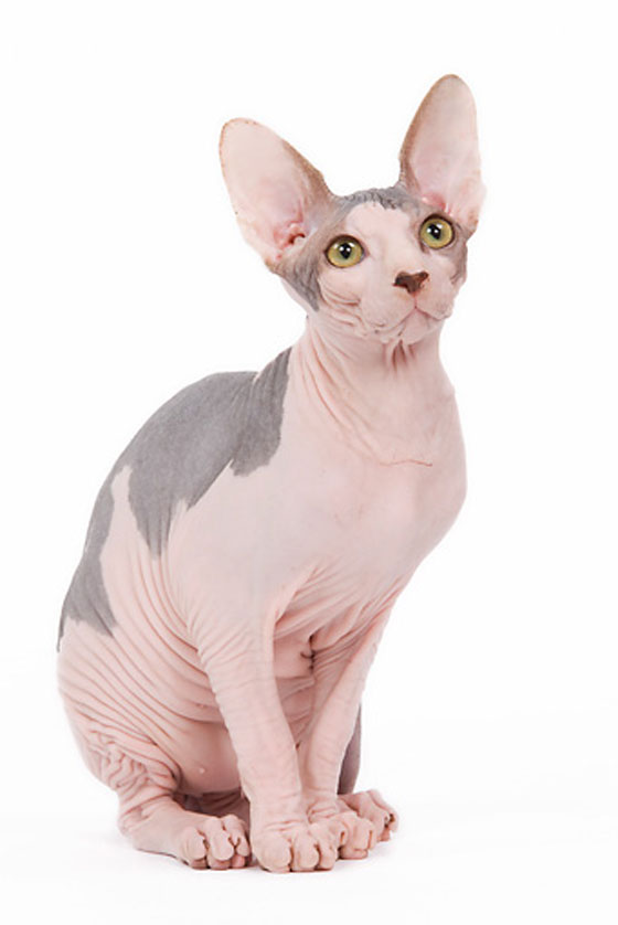 قططاً مزورة تباع بآلاف الدولارات على أنها قطط فرعونية صورة رقم 1