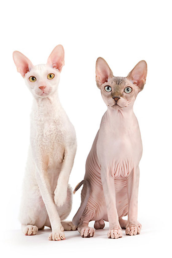 قططاً مزورة تباع بآلاف الدولارات على أنها قطط فرعونية صورة رقم 2