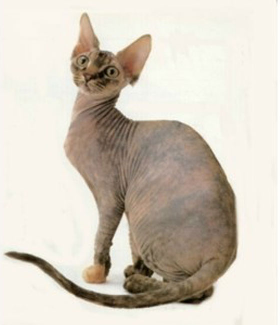 قططاً مزورة تباع بآلاف الدولارات على أنها قطط فرعونية صورة رقم 3