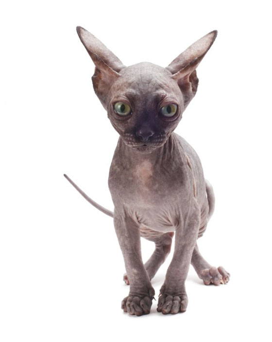 قططاً مزورة تباع بآلاف الدولارات على أنها قطط فرعونية صورة رقم 5