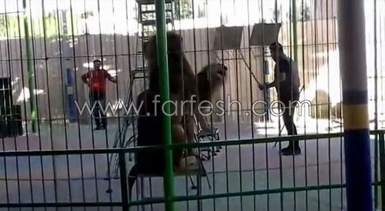 شاهدوا لحظة افتراس اسد لمدربه بسيرك مصري  صورة رقم 2