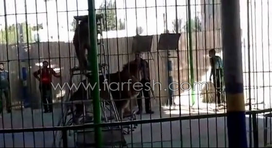 شاهدوا لحظة افتراس اسد لمدربه بسيرك مصري  صورة رقم 3
