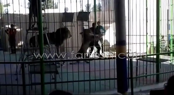 شاهدوا لحظة افتراس اسد لمدربه بسيرك مصري  صورة رقم 1