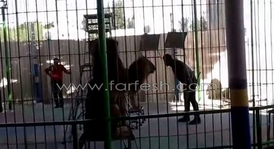 شاهدوا لحظة افتراس اسد لمدربه بسيرك مصري  صورة رقم 4