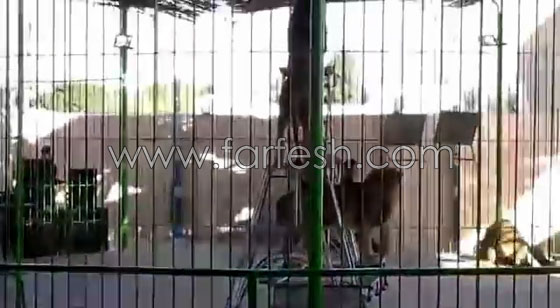 شاهدوا لحظة افتراس اسد لمدربه بسيرك مصري  صورة رقم 6