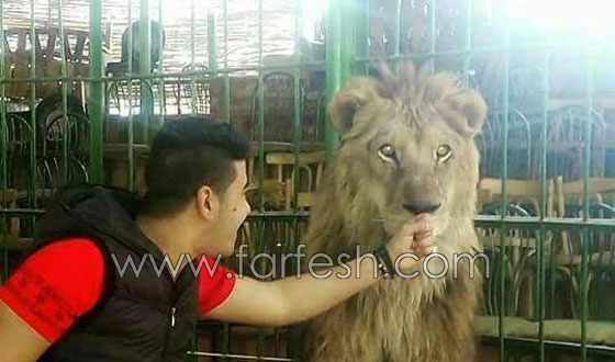 شاهدوا لحظة افتراس اسد لمدربه بسيرك مصري  صورة رقم 10