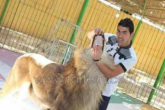 شاهدوا لحظة افتراس اسد لمدربه بسيرك مصري  صورة رقم 11