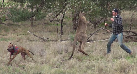 فيديو مثير.. شاهد اللكمة التي وجهها هذا الرجل لكنغر وانقذ كلبه صورة رقم 1