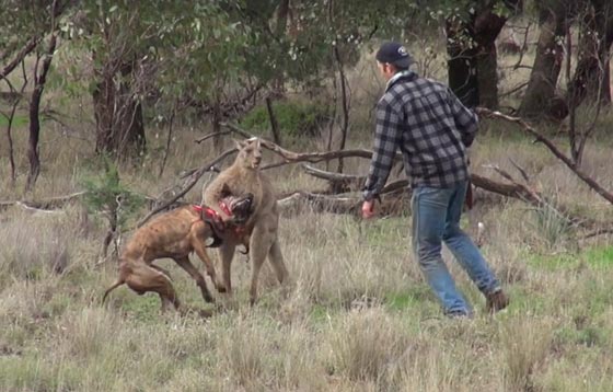 فيديو مثير.. شاهد اللكمة التي وجهها هذا الرجل لكنغر وانقذ كلبه صورة رقم 2