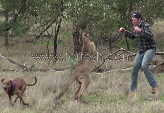 فيديو  صادم: هل سيتم طرد عامل حديقة حيوانات استرالية لأنه لكم الكنغر؟ صورة رقم 2
