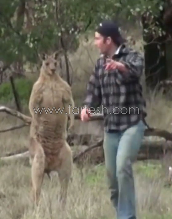 فيديو  صادم: هل سيتم طرد عامل حديقة حيوانات استرالية لأنه لكم الكنغر؟ صورة رقم 7