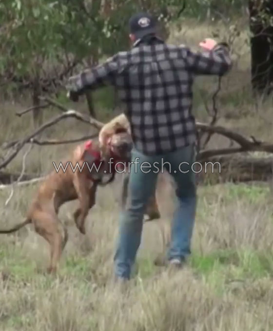 فيديو  صادم: هل سيتم طرد عامل حديقة حيوانات استرالية لأنه لكم الكنغر؟ صورة رقم 3