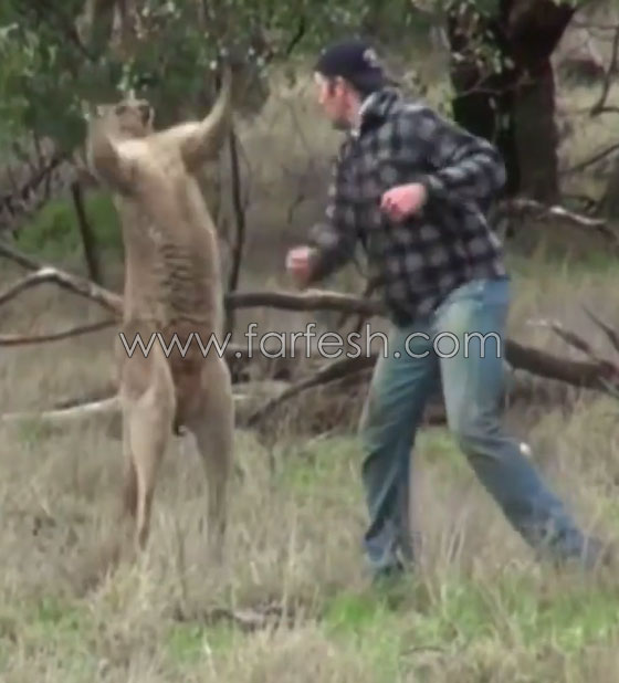فيديو  صادم: هل سيتم طرد عامل حديقة حيوانات استرالية لأنه لكم الكنغر؟ صورة رقم 4