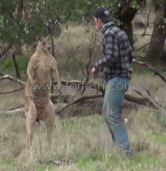 فيديو  صادم: هل سيتم طرد عامل حديقة حيوانات استرالية لأنه لكم الكنغر؟ صورة رقم 5
