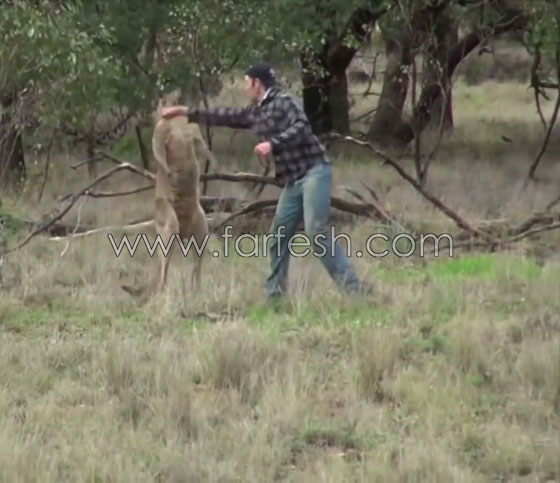 فيديو  صادم: هل سيتم طرد عامل حديقة حيوانات استرالية لأنه لكم الكنغر؟ صورة رقم 6