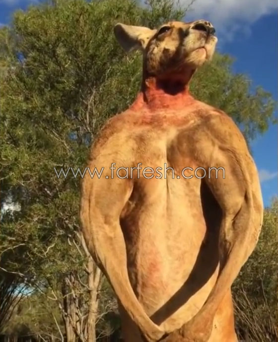 فيديو  صادم: هل سيتم طرد عامل حديقة حيوانات استرالية لأنه لكم الكنغر؟ صورة رقم 8
