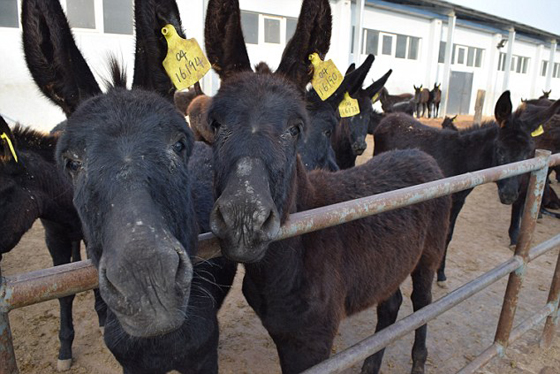 مصر توافق على تصدير 10 آلاف حمار الى الصين والكلاب الى كوريا صورة رقم 5