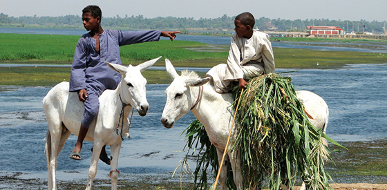 مصر توافق على تصدير 10 آلاف حمار الى الصين والكلاب الى كوريا صورة رقم 3