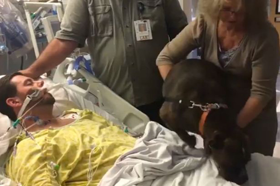 مستشفى يسمح لكلب بوداع صاحبه المتوفى يحظى بـ12 مليون مشاهدة صورة رقم 4