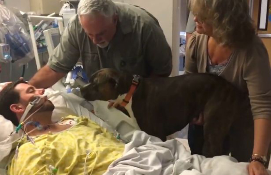 مستشفى يسمح لكلب بوداع صاحبه المتوفى يحظى بـ12 مليون مشاهدة صورة رقم 5