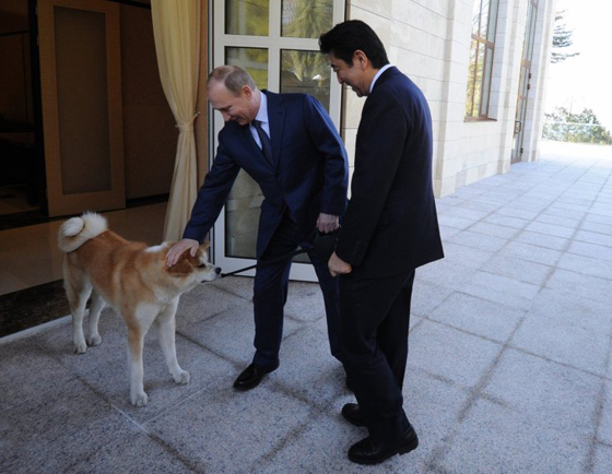اليابان تستغل ولع الرئيس فلاديمير بوتين بالكلاب صورة رقم 1