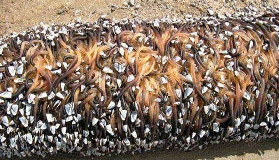 الوحش موريواي: كائنات غريبة تحيّر كثيرين تغطي شاطئ نيوزيلندا صورة رقم 1