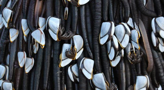 الوحش موريواي: كائنات غريبة تحيّر كثيرين تغطي شاطئ نيوزيلندا صورة رقم 3