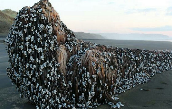 الوحش موريواي: كائنات غريبة تحيّر كثيرين تغطي شاطئ نيوزيلندا صورة رقم 4