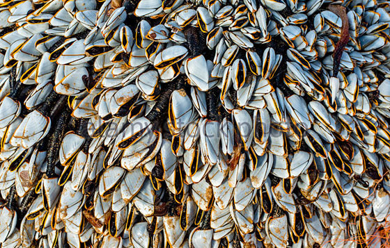 الوحش موريواي: كائنات غريبة تحيّر كثيرين تغطي شاطئ نيوزيلندا صورة رقم 5