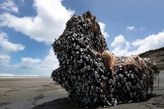 الوحش موريواي: كائنات غريبة تحيّر كثيرين تغطي شاطئ نيوزيلندا صورة رقم 6