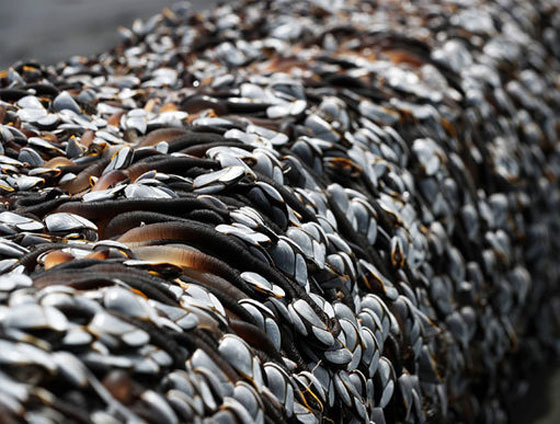 الوحش موريواي: كائنات غريبة تحيّر كثيرين تغطي شاطئ نيوزيلندا صورة رقم 7