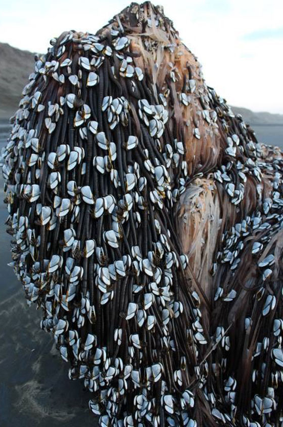 الوحش موريواي: كائنات غريبة تحيّر كثيرين تغطي شاطئ نيوزيلندا صورة رقم 8