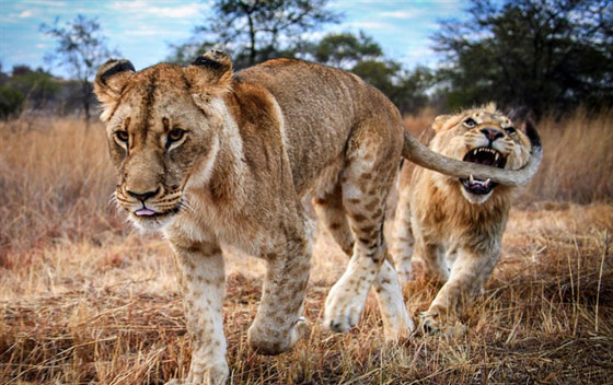 صور صادمة: شجار بين اسدين شقيقين وأحدهما يعض ذيل الآخر في معركة شرسة صورة رقم 1