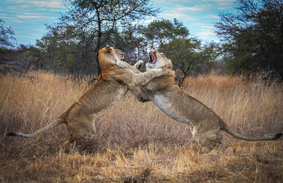 صور صادمة: شجار بين اسدين شقيقين وأحدهما يعض ذيل الآخر في معركة شرسة صورة رقم 2