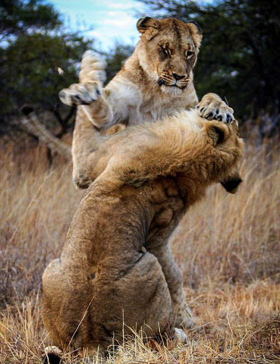 صور صادمة: شجار بين اسدين شقيقين وأحدهما يعض ذيل الآخر في معركة شرسة صورة رقم 3