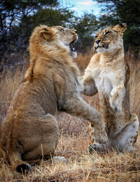 صور صادمة: شجار بين اسدين شقيقين وأحدهما يعض ذيل الآخر في معركة شرسة صورة رقم 4