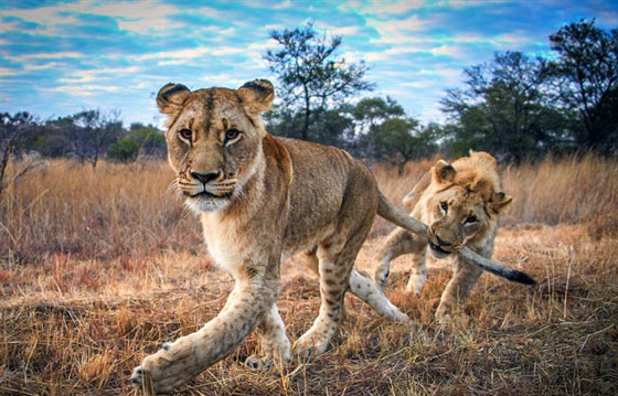 صور صادمة: شجار بين اسدين شقيقين وأحدهما يعض ذيل الآخر في معركة شرسة صورة رقم 5