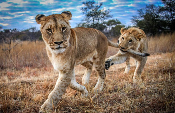 صور صادمة: شجار بين اسدين شقيقين وأحدهما يعض ذيل الآخر في معركة شرسة صورة رقم 6