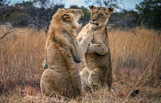 صور صادمة: شجار بين اسدين شقيقين وأحدهما يعض ذيل الآخر في معركة شرسة صورة رقم 7